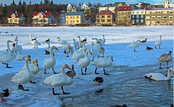 Geese on frozen Reykjavik Lake