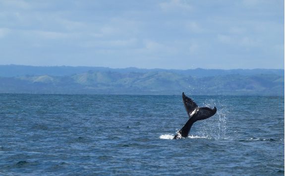 Whale watching in Snaefellnes