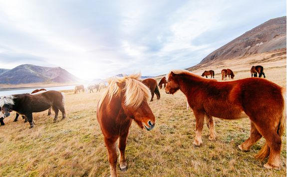 Horses in Iceland
