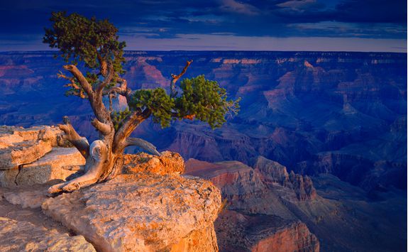 Tree perched on a cliff
