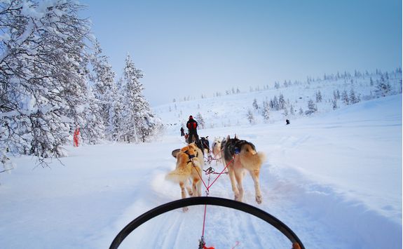 Enjoy a ride pulled by huskies