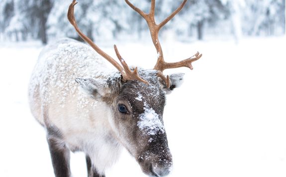 Spot a reindeer