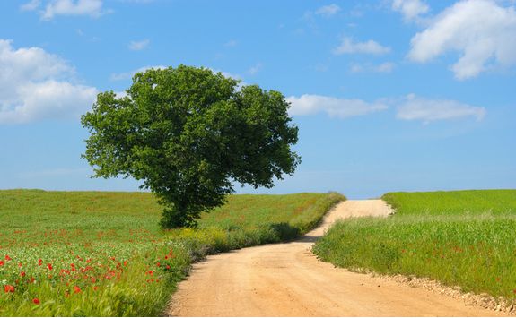Image of a Country Road, Puglia