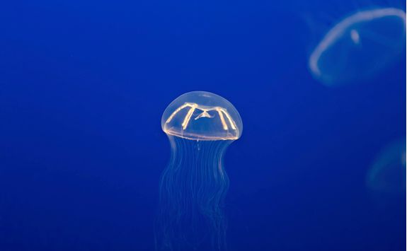 Cross Jellyfish