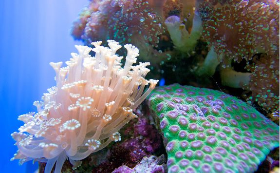 Tropical Fish
