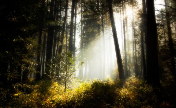 Sunbeam in Sierra Forest
