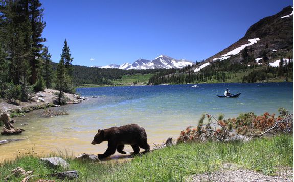 Yosemite National Park Black Bear