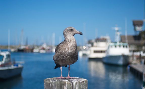 Seabird on Morro Bay