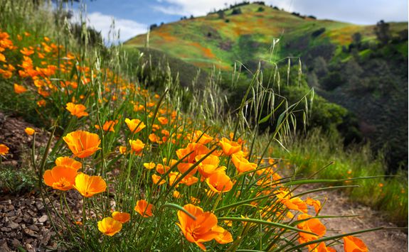 santa barbara on mountain trail