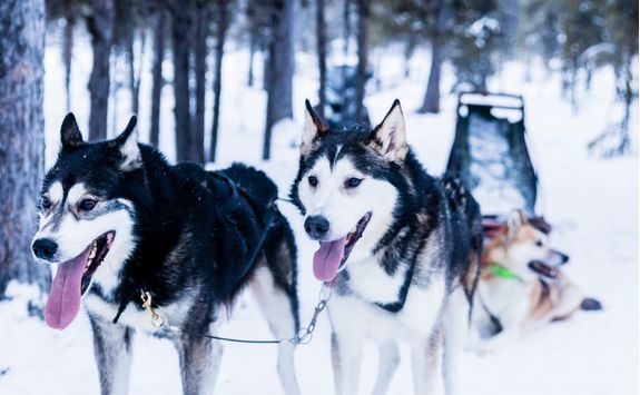 Huskies are ready to pull the ride