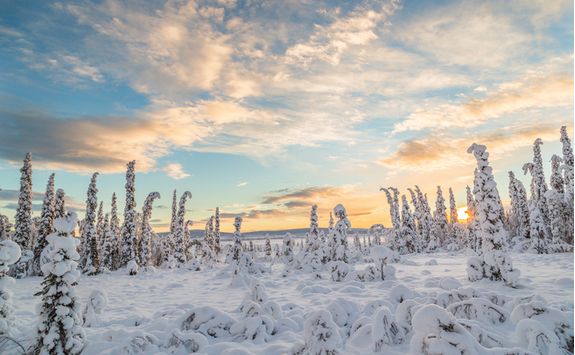 Scenic views of the snowy forest