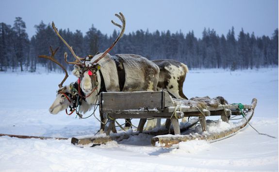 Charming sami reindeer are ready to take you on your trip