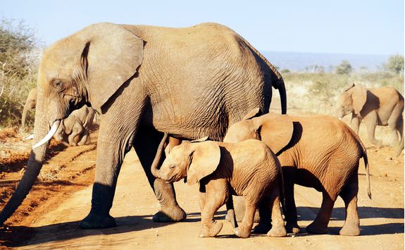 Elephants, South Africa