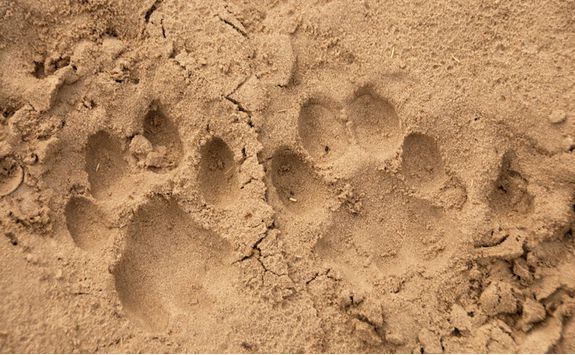 Lion tracks