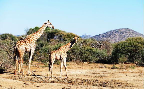 Giraffe, Africa