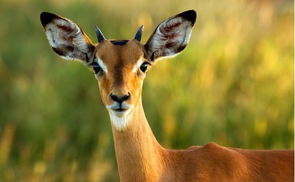Impala spotting