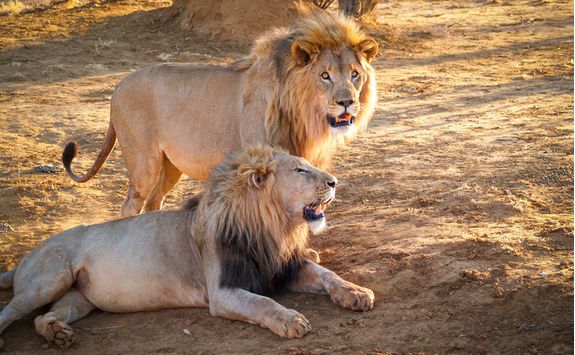 Lions spotting