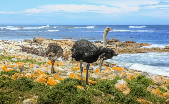 Ostrich, Cape Point