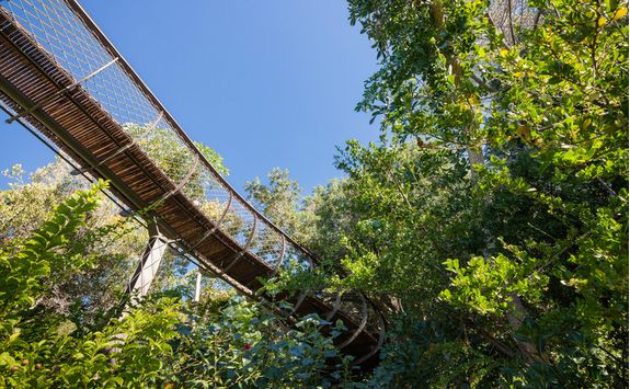 Kirstenbosch Gardens, Cape Town