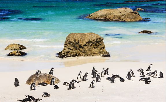 Penguins on the beach