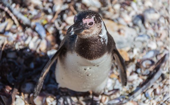 Penguin, South Africa
