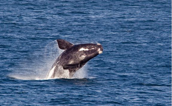 Whale watching
