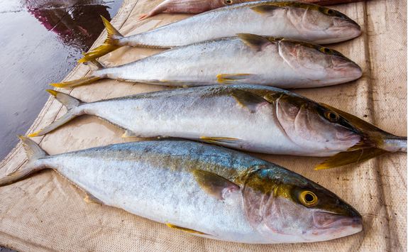 fresh fish