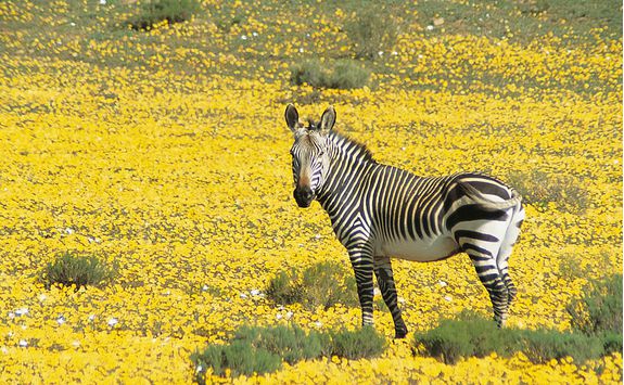 bushamns kloof zebra