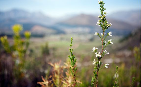 franschhoek plantlife