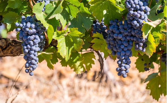 franschhoek winery grapes