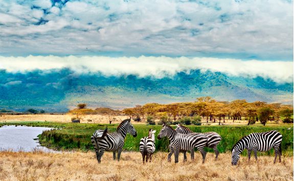 ngorongoro conservation area zebras