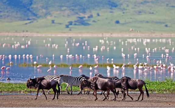 wildebeest and flamingos