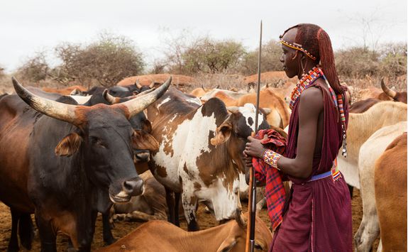 maasai cattle