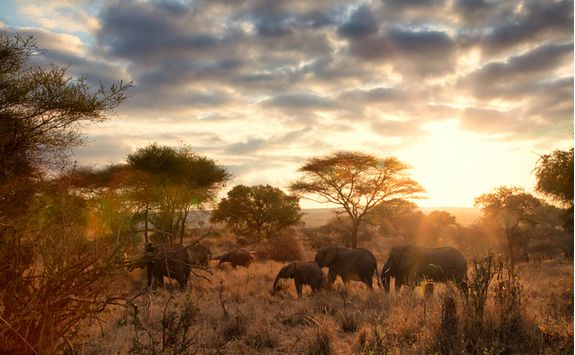 tarangire elephants sunrise