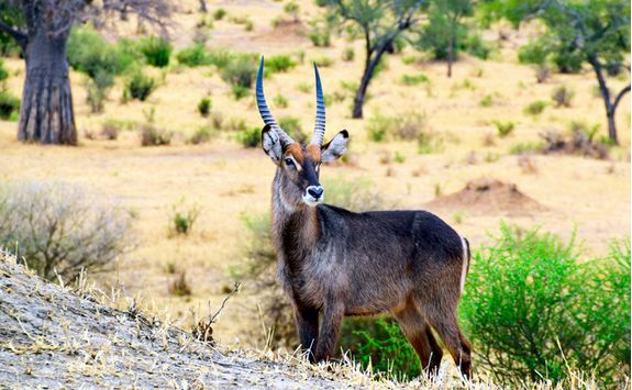 antelope tarangire