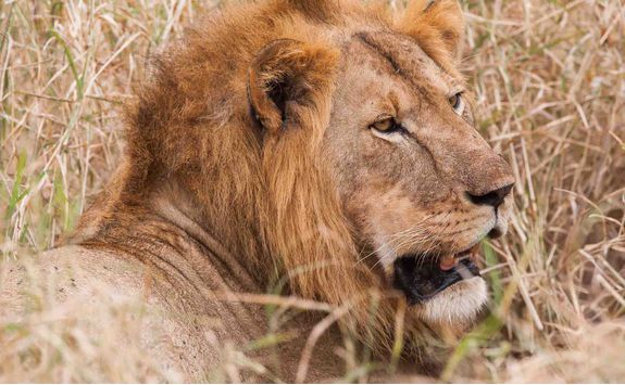 close up lion shot