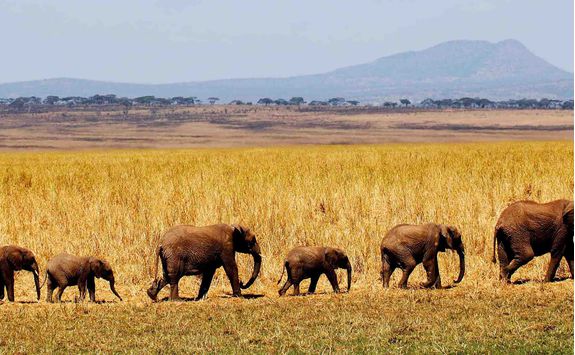 row of elephants walking