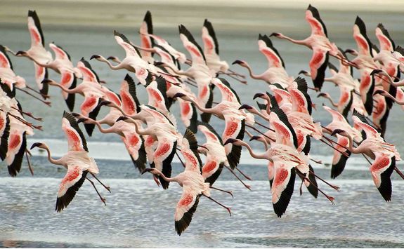 ngorongoro flock of flamingo