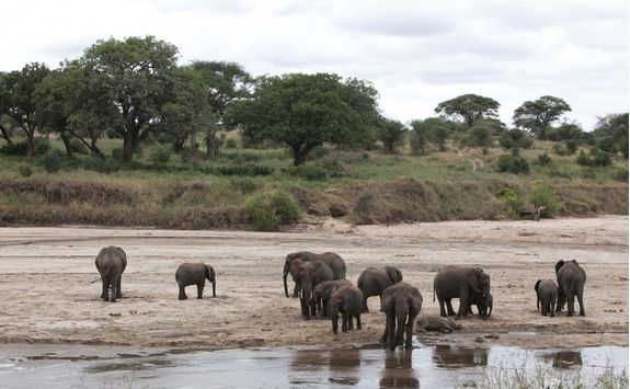 elephants in tarangire