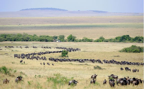 wildebeest migration herd