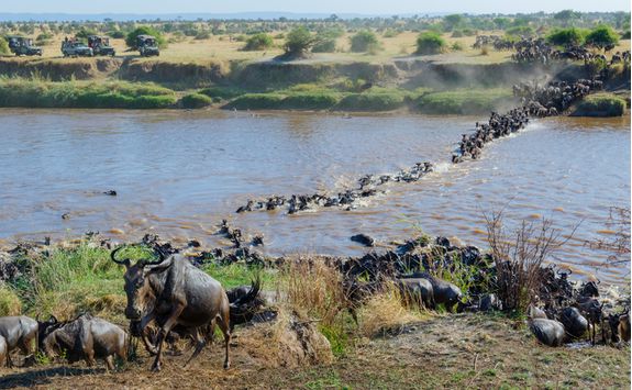 wildebeest river charge