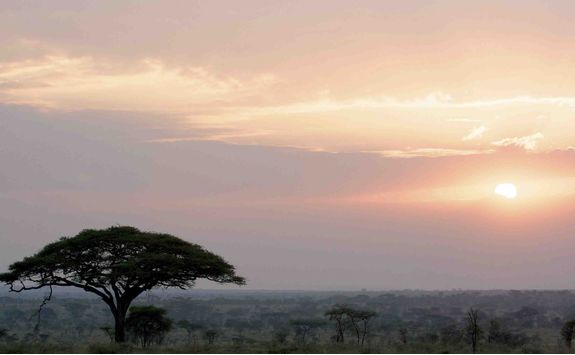 serengeti landscape