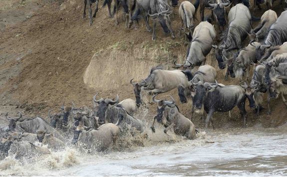 serenget wildebeest migration