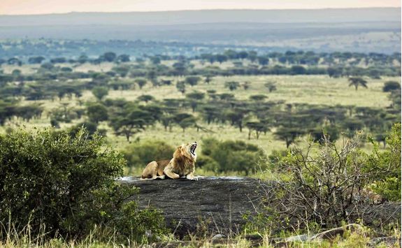 serengeti roaring lion