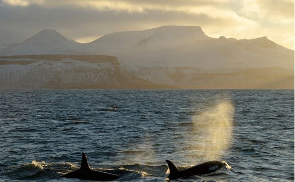 Orcas breaching