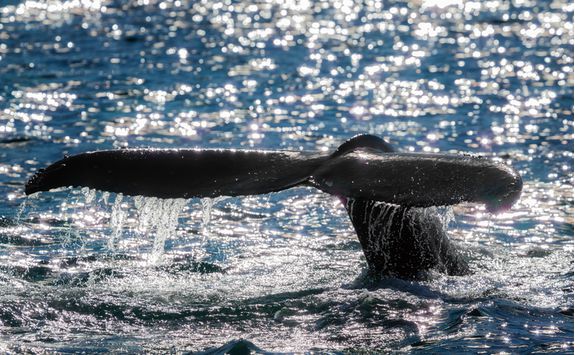 A whale tail slapping the surface