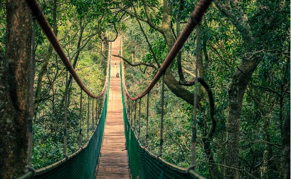 Plettenberg jungle bridge through canopy