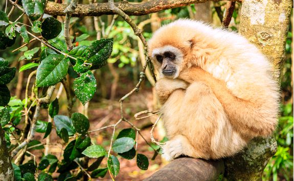 A monkey in a tree in Plettenberg