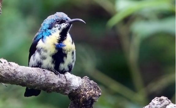 Birdlife, Sri Lanka