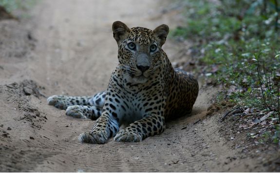 Leopard, Sri Lanka